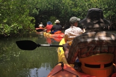 kayaking-in-de-mangroven